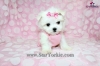 Teacup Maltese Puppies Available Now!!!